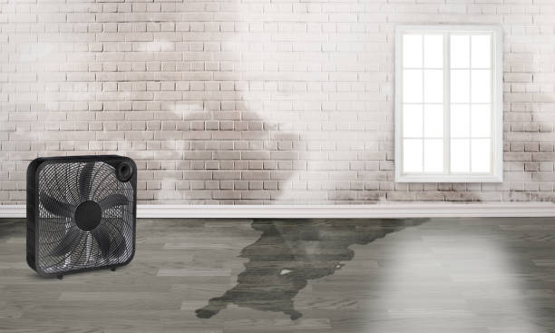 Best Local water damage restoration  in Lockport, NY