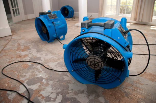Best Mold removal after water damage  in Lockport, NY